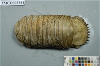 藏品(詹姆士深水虱)的圖片